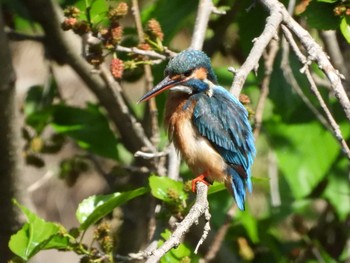 2021年5月2日(日) 埼玉県黒目川の野鳥観察記録