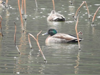 2017年3月1日(水) 滋賀県 湖北の野鳥観察記録