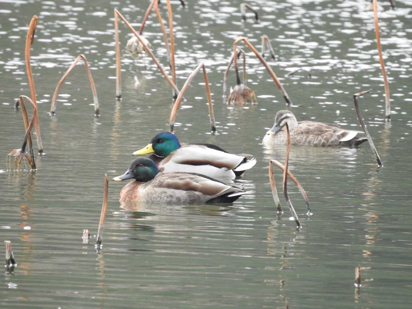 滋賀県 湖北 マルガモの写真 by Yuki86