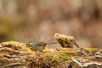 ソウシチョウ 山梨県 2021年5月1日(土)