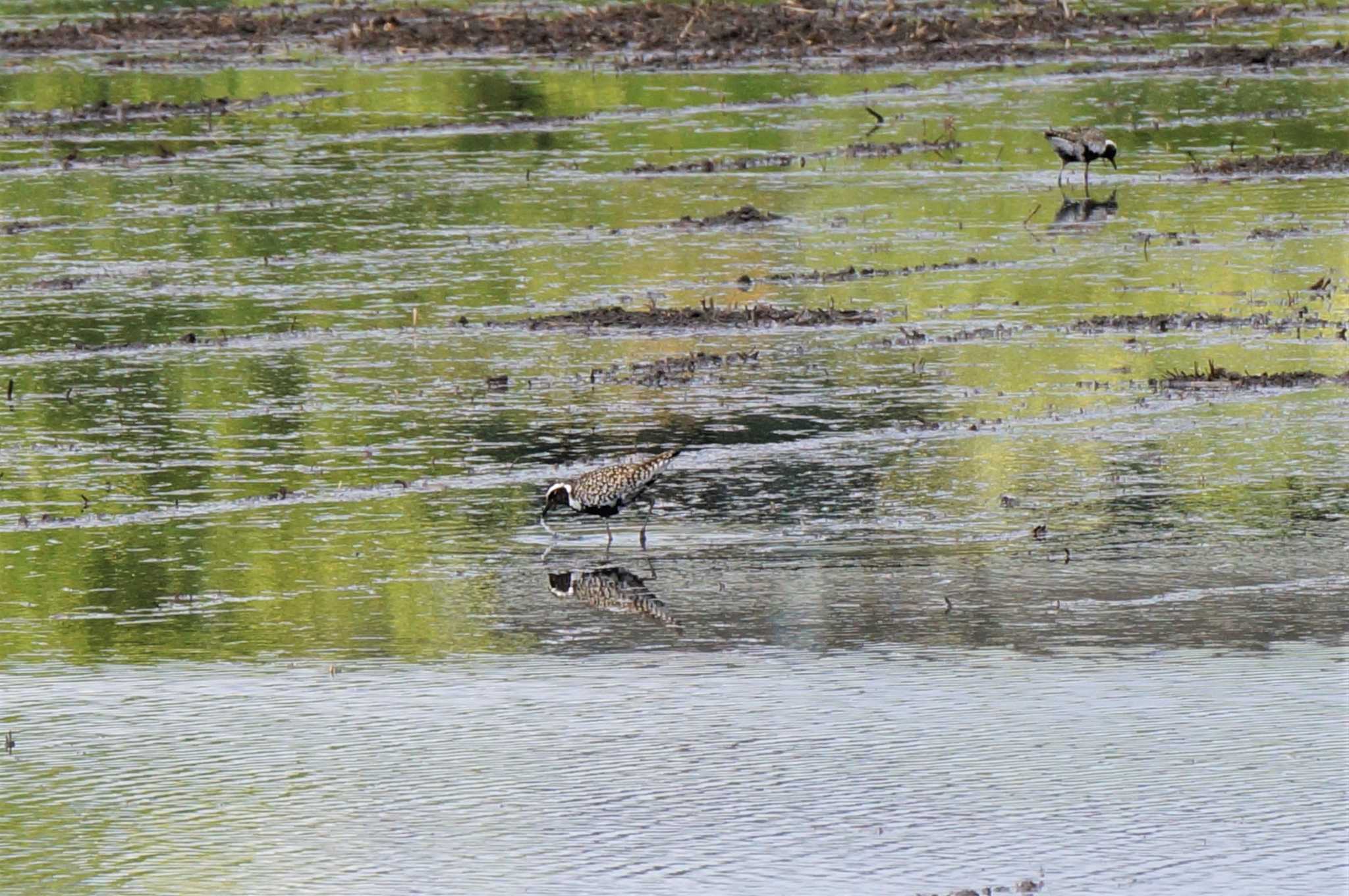 Photo of Pacific Golden Plover at Minuma Rice Field by kawataro