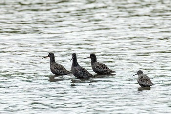 Spotted Redshank Daijugarami Higashiyoka Coast Sat, 5/1/2021