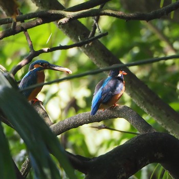 Sun, 5/2/2021 Birding report at 杉並区