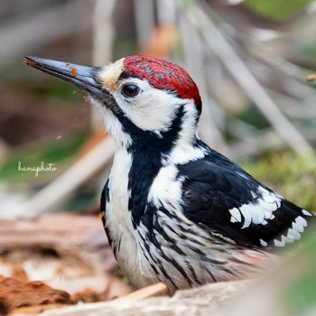 White-backed Woodpecker 北海道 Fri, 4/23/2021