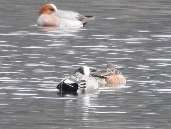 アメリカヒドリ 滋賀県 湖北 2017年3月1日(水)