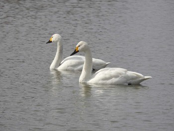 コハクチョウ 滋賀県 湖北 2017年3月1日(水)