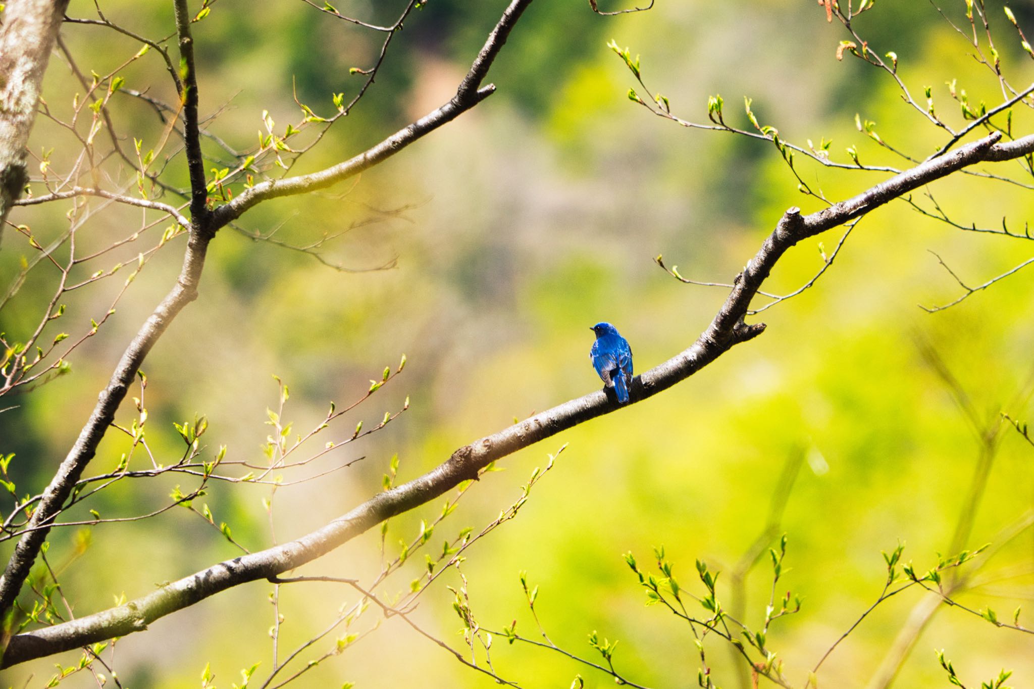 埼玉県秩父市 オオルリの写真 by naturedrop