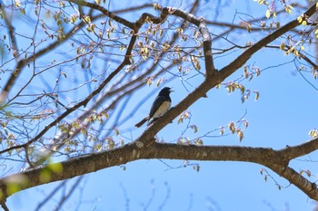 2021年5月2日(日) 埼玉県秩父市の野鳥観察記録