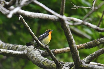 2021年5月2日(日) 早戸川林道の野鳥観察記録