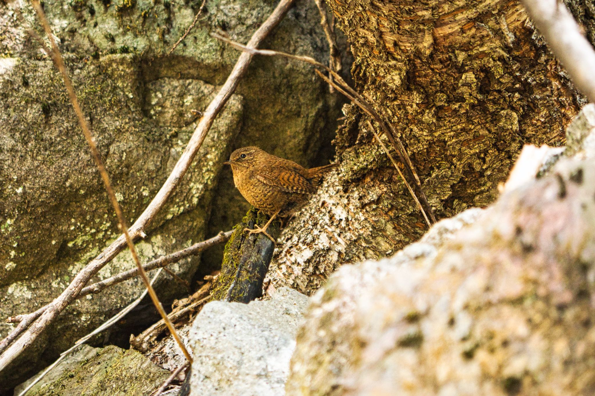 埼玉県秩父市 ミソサザイの写真 by naturedrop