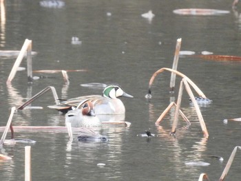 トモエガモ 滋賀県 湖北 2017年3月1日(水)