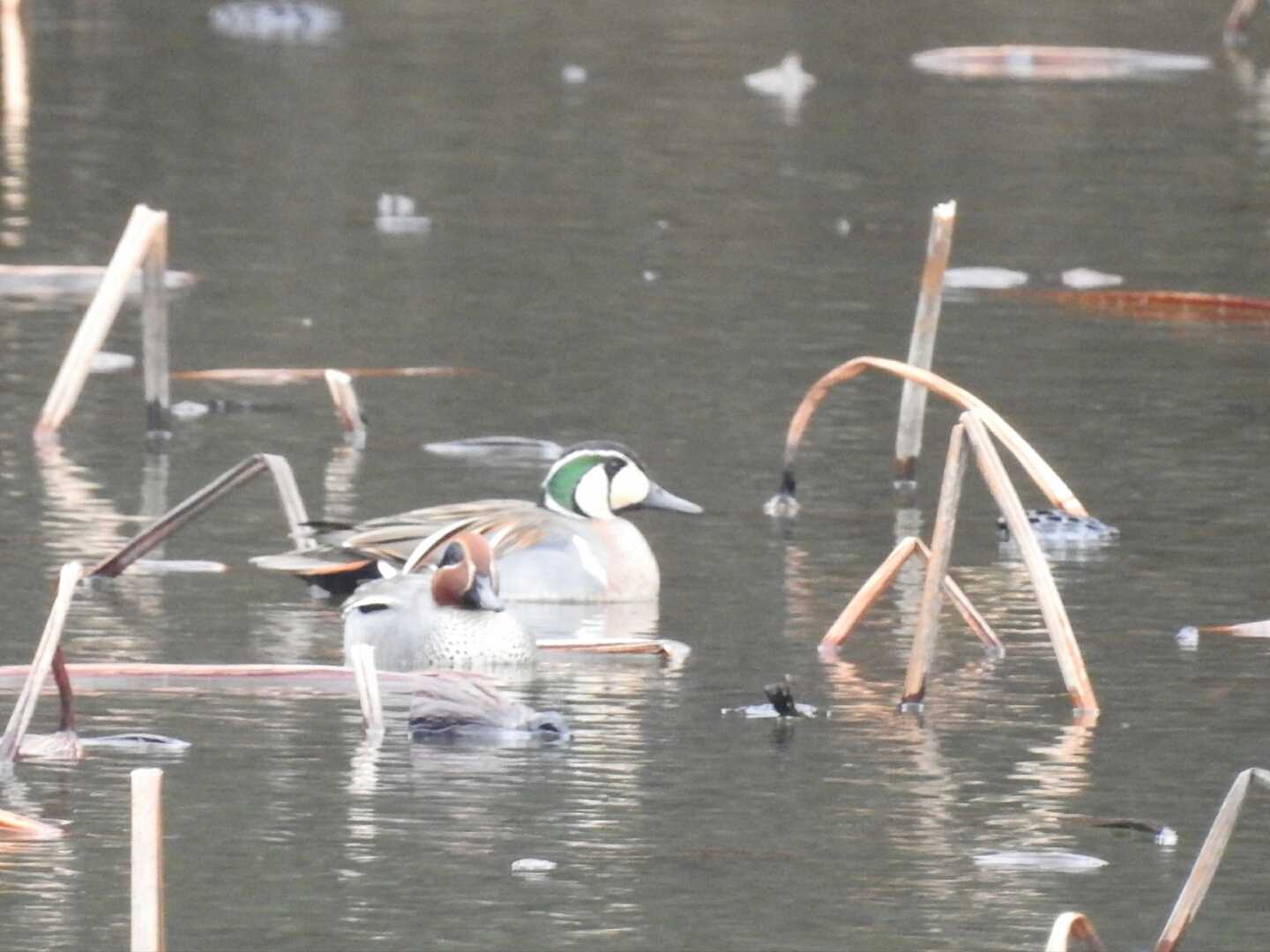 滋賀県 湖北 トモエガモの写真 by Yuki86