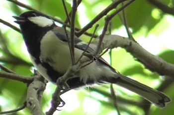 Japanese Tit 風土記の丘 Sun, 5/2/2021