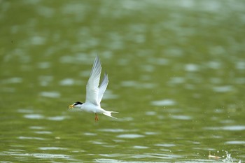 Little Tern 城北公園 Sun, 5/2/2021