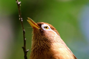 2021年5月2日(日) 横浜市の野鳥観察記録