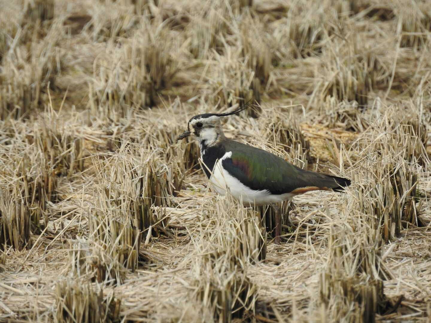 滋賀県 湖北 タゲリの写真 by Yuki86