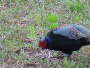 Green Pheasant 横須賀 Sat, 5/1/2021