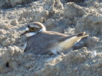 Little Ringed Plover 横須賀 Sun, 5/2/2021