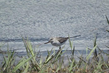 Common Greenshank 谷津干潟自然観察センター Sun, 5/2/2021