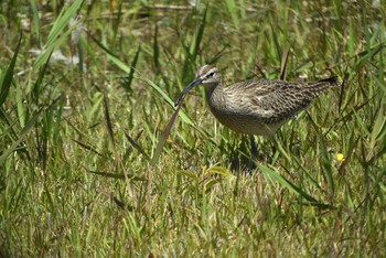 Eurasian Whimbrel 谷津干潟自然観察センター Sun, 5/2/2021