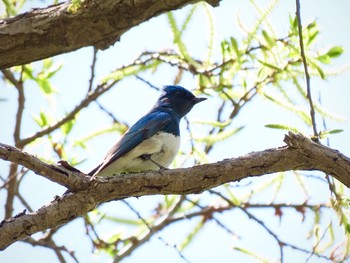 オオルリ 滋賀県 2021年4月25日(日)