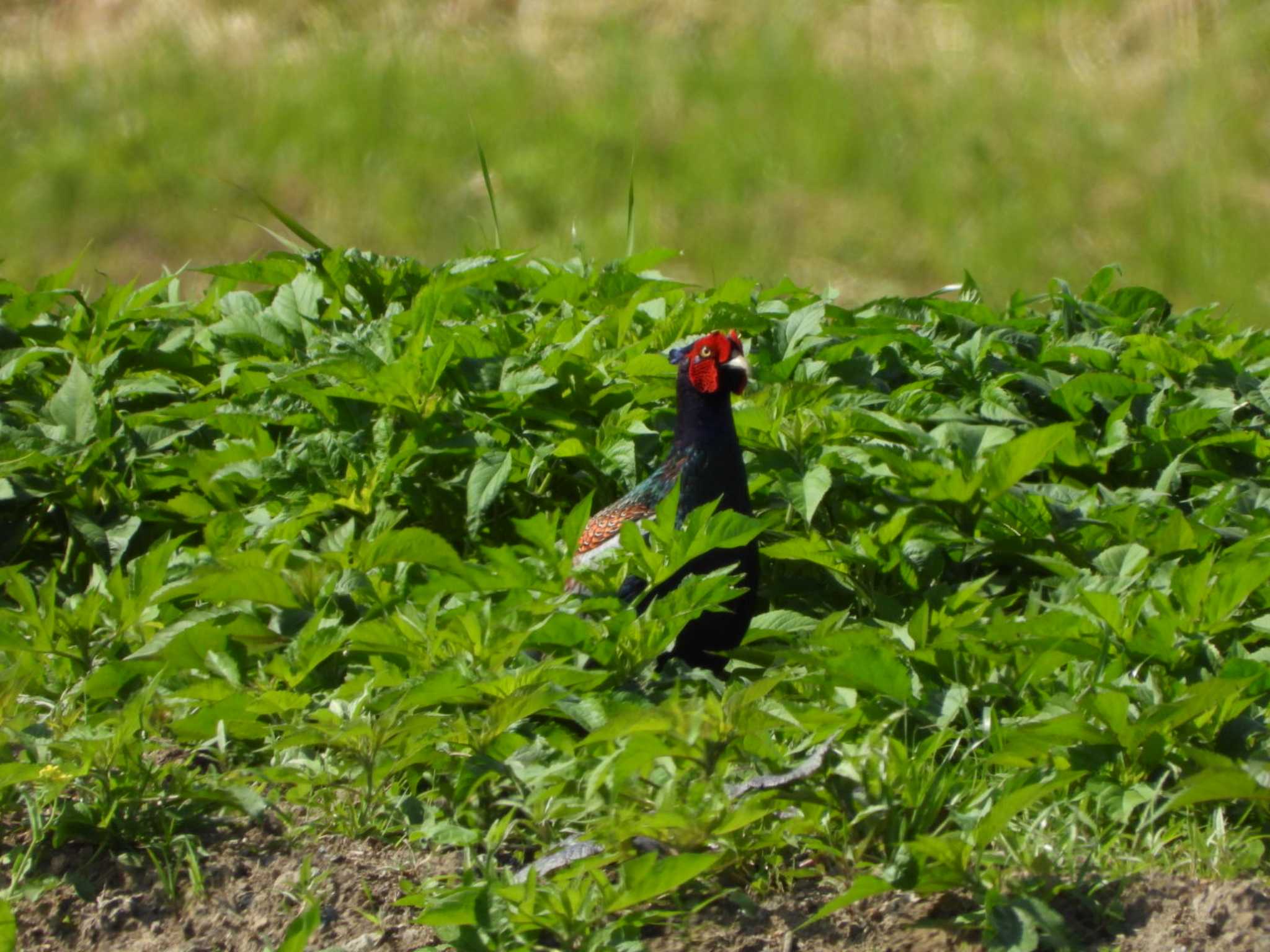 Green Pheasant