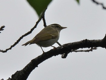 Sun, 5/2/2021 Birding report at 庄内緑地公園