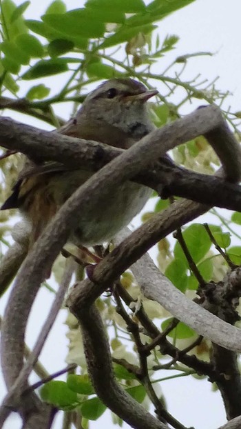 2021年5月2日(日) 多摩川の野鳥観察記録