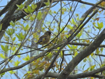 カワラヒワ 西湖野鳥の森公園 2021年5月2日(日)