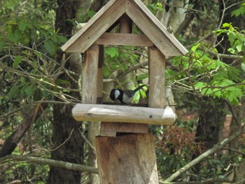シジュウカラ 西湖野鳥の森公園 2021年5月2日(日)