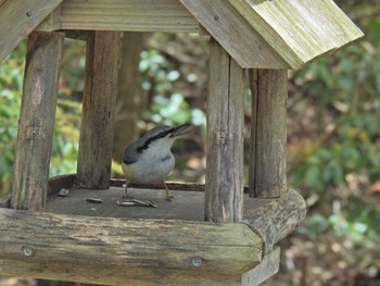 ゴジュウカラ 西湖野鳥の森公園 2021年5月2日(日)