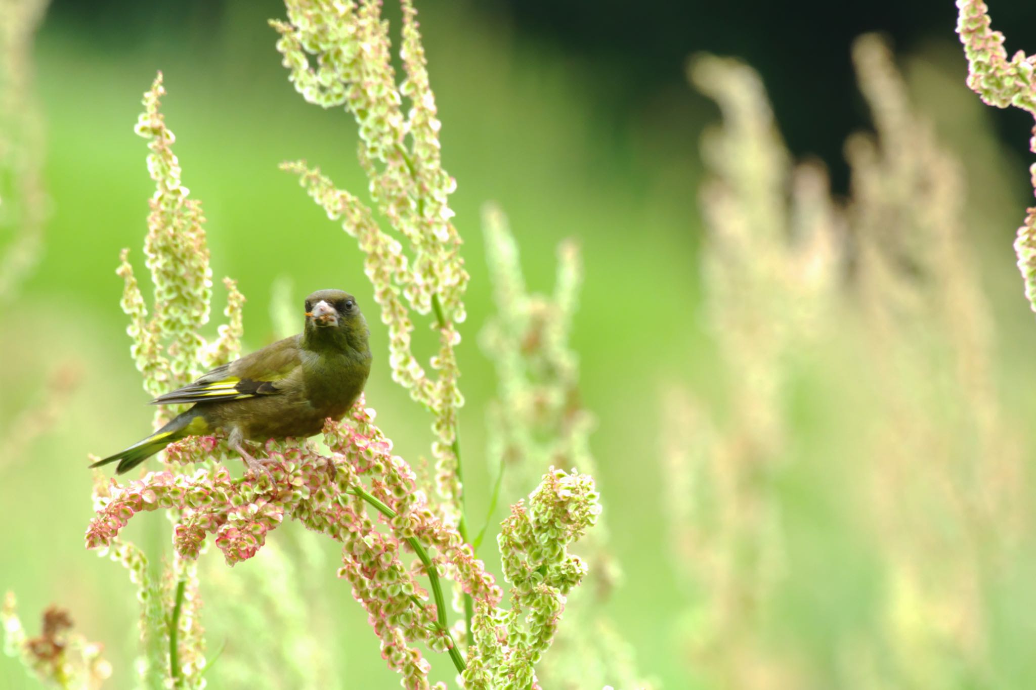 谷津干潟自然観察センター カワラヒワの写真 by Marco Birds