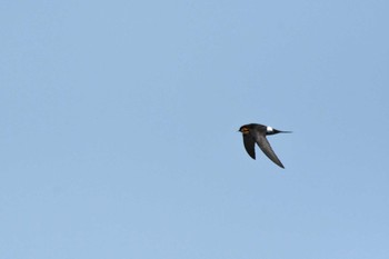 2021年4月30日(金) 城ヶ崎海岸の野鳥観察記録