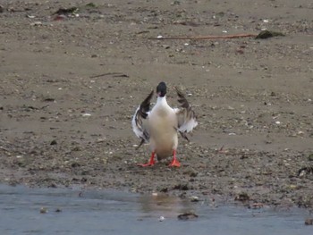 Common Merganser 泉南市 Sun, 5/2/2021