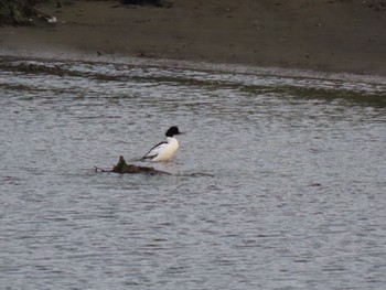 Common Merganser 泉南市 Sun, 5/2/2021