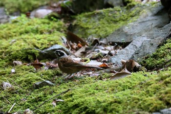 Meadow Bunting 箕面山 Fri, 4/30/2021