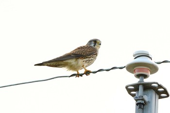 チョウゲンボウ 岐阜県海津市 2017年2月19日(日)