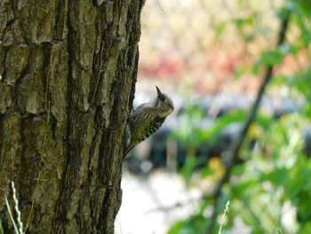 Japanese Pygmy Woodpecker 稲永公園 Sat, 5/1/2021