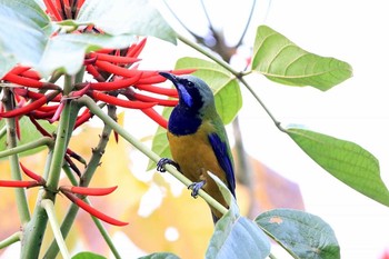 Orange-bellied Leafbird タイポカウ Fri, 2/17/2017