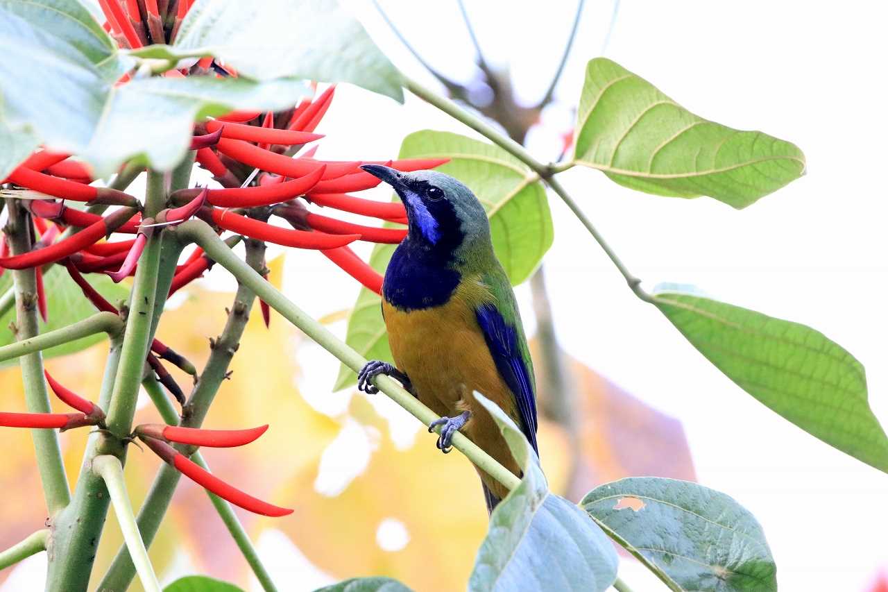 Orange-bellied Leafbird