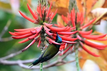 Fork-tailed Sunbird タイポカウ Fri, 2/17/2017