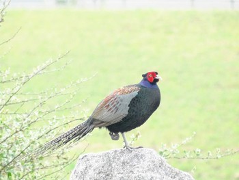 キジ 淀川河川公園 2021年4月30日(金)