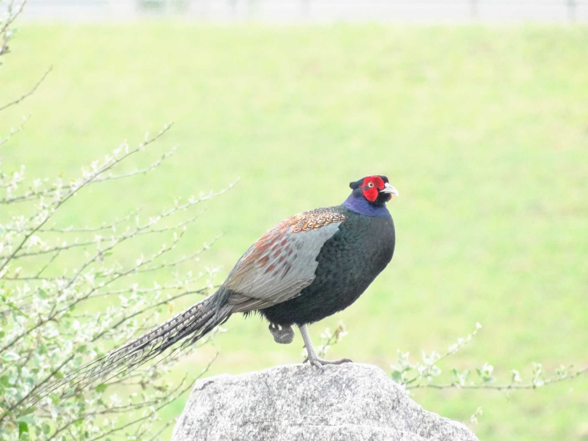 淀川河川公園 キジの写真 by Takuaki Ueda