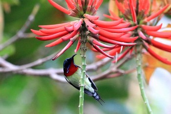 Fork-tailed Sunbird タイポカウ Fri, 2/17/2017