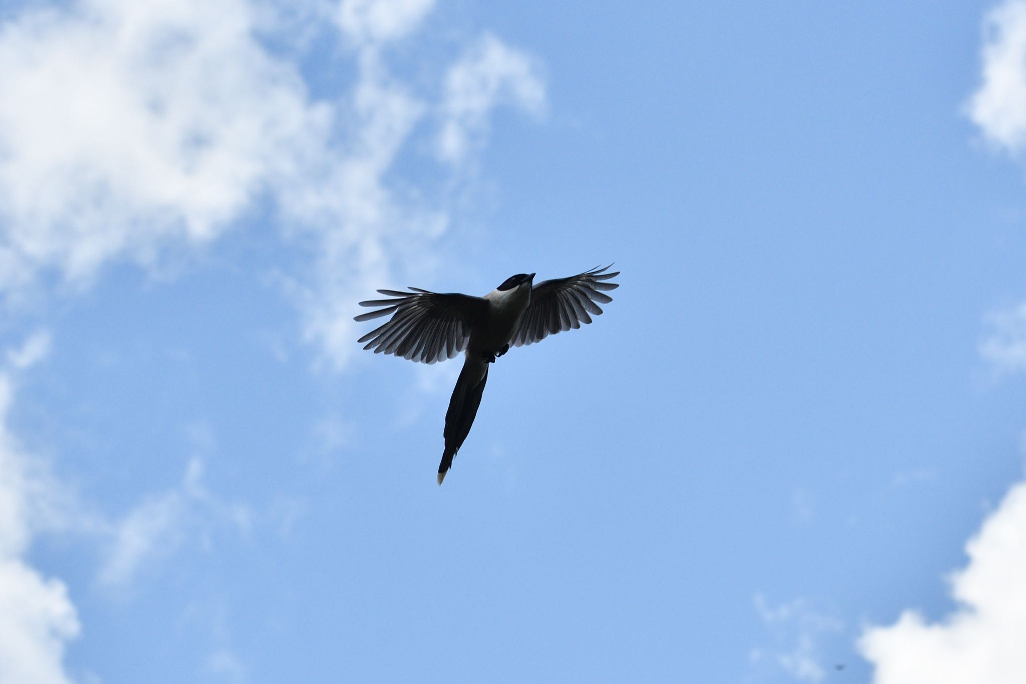 青空を飛ぶオナガ