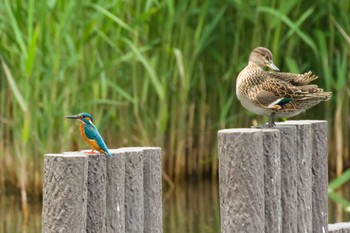 Common Kingfisher 谷津干潟自然観察センター Sat, 5/1/2021