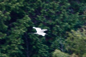 クロサギ 場所が不明 2021年5月2日(日)