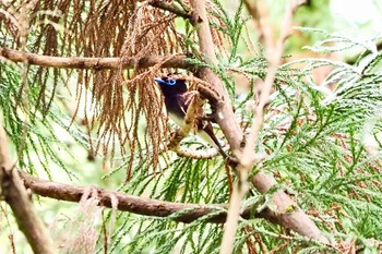 サンコウチョウ 場所が不明 2021年5月2日(日)