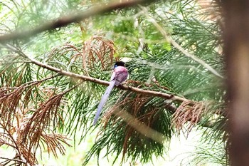 サンコウチョウ 場所が不明 2021年5月2日(日)