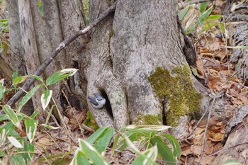 シロハラゴジュウカラ 西岡公園(西岡水源地) 2021年5月2日(日)